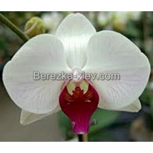 Орхидея 2 ветки (Christa-Wichmann)